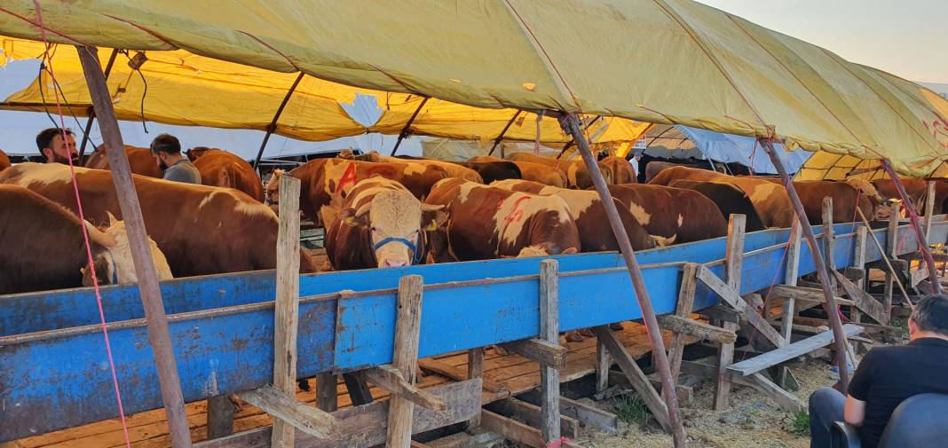 Sincan Yeniçimşit Kurban Pazarı’nda kurbanlık fiyatları 9